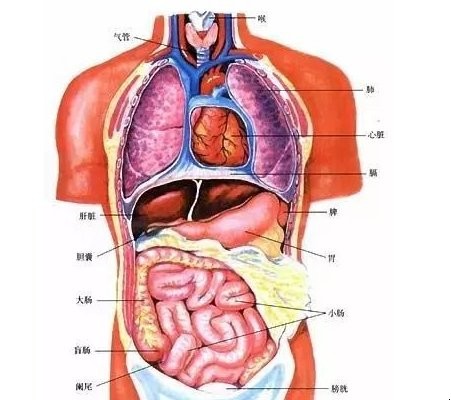 男性左侧疼痛位置图(人的内脏结构图)
