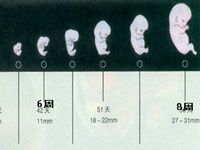 试管婴儿胚胎移植时期(试管婴儿移植后如何防止胎停)