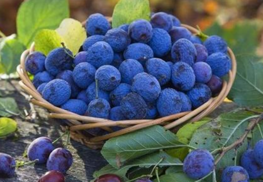 吃蓝莓的禁忌