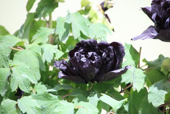 自然界黑色的花有哪些