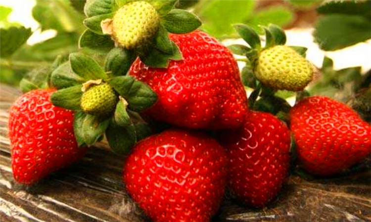 为什么大草莓多畸形