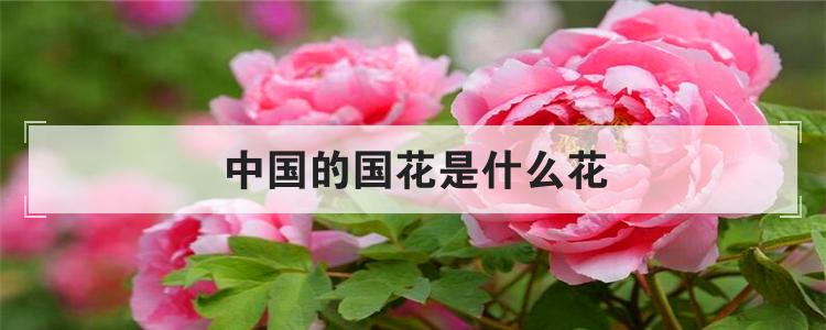 中国的国花是什么花