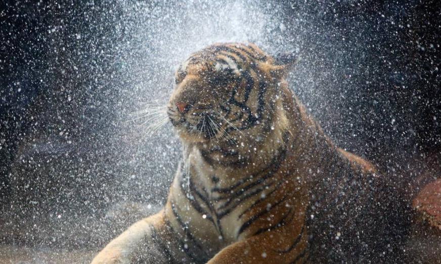 为什么老虎喜欢淋浴而不爱泡浴