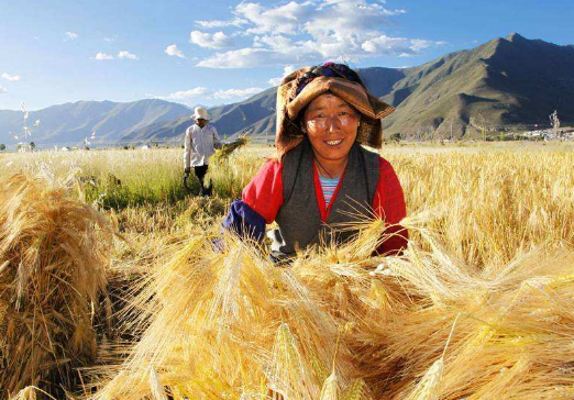 青藏地区农业类型