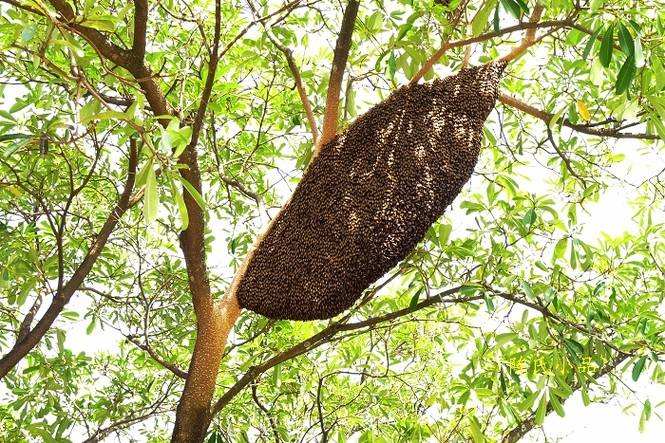 蜜蜂窝怎么处理最安全