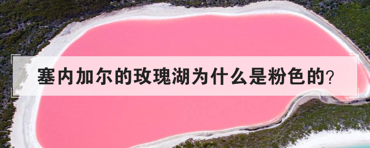 塞内加尔的玫瑰湖为什么是粉色的