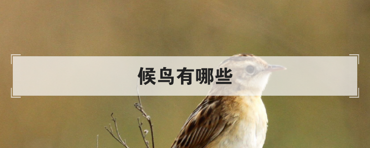 深圳湾公园的候鸟有哪些(中国常见的候鸟有哪些)