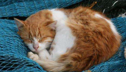 怎样才能让猫自己睡窝(怎样让猫咪自己睡)