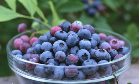 减肥蓝莓一天吃多少为宜(两岁宝宝蓝莓一天吃多少为宜)