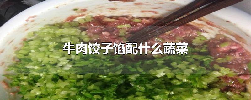 牛肉饺子馅配什么蔬菜视频(牛肉饺子馅配什么蔬菜好吃儿童)