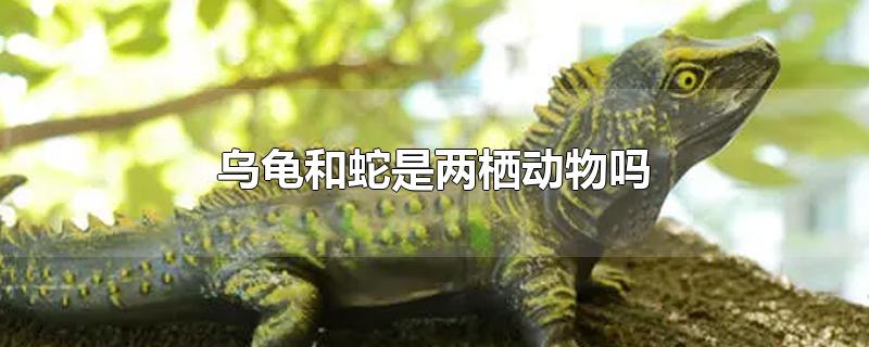 乌龟和蛇是两栖动物吗视频(乌龟和蛇是两栖动物吗图片)